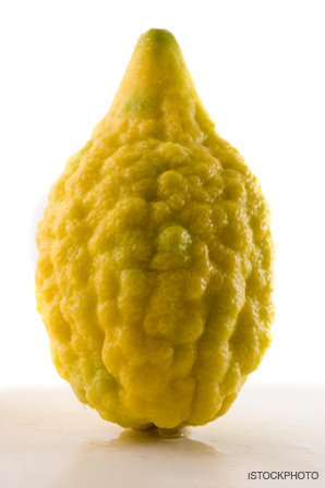 Etrog-100308