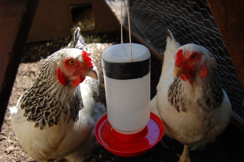 Two hens