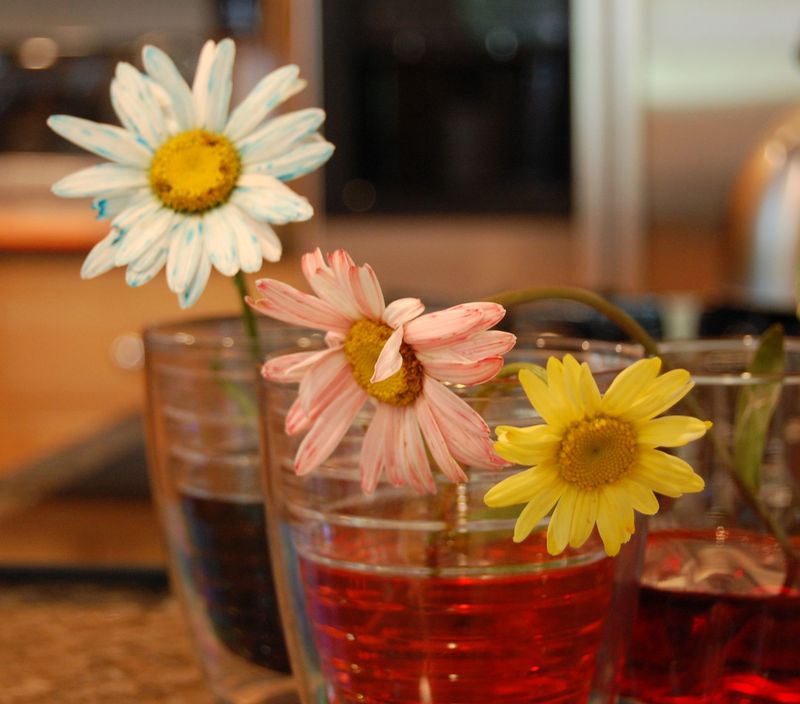 Dyed daisies