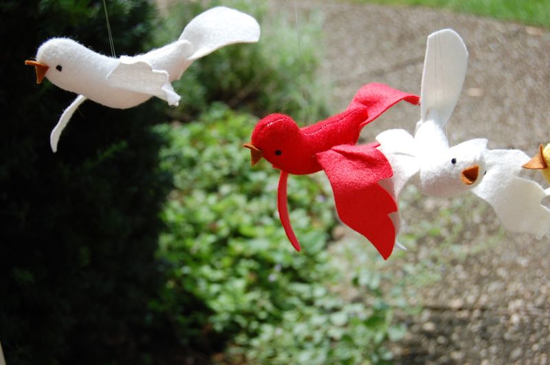 White and red birds